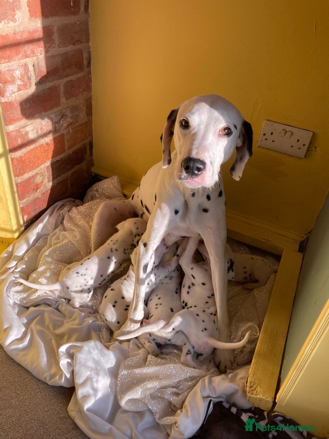 Dalmatian dogs for sale: Dalmation puppies  - Advert 5