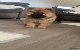 Chow Chow dogs for sale: 🤍  1 STUNNING GIRL LEFT 🐾 READY TO LEAVE 🐾 - Image 33
