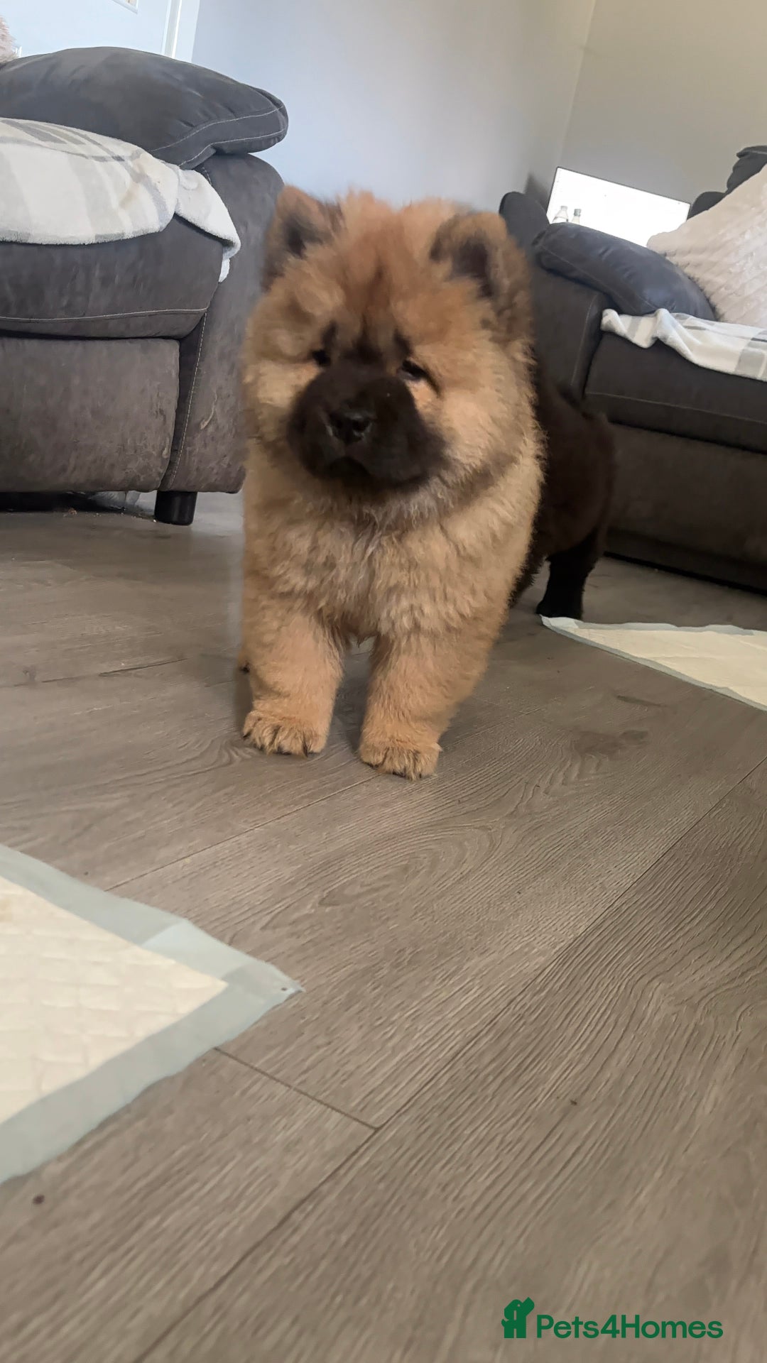 Chow Chow dogs for sale: 🤍  1 STUNNING GIRL LEFT 🐾 READY TO LEAVE 🐾 - Image 33