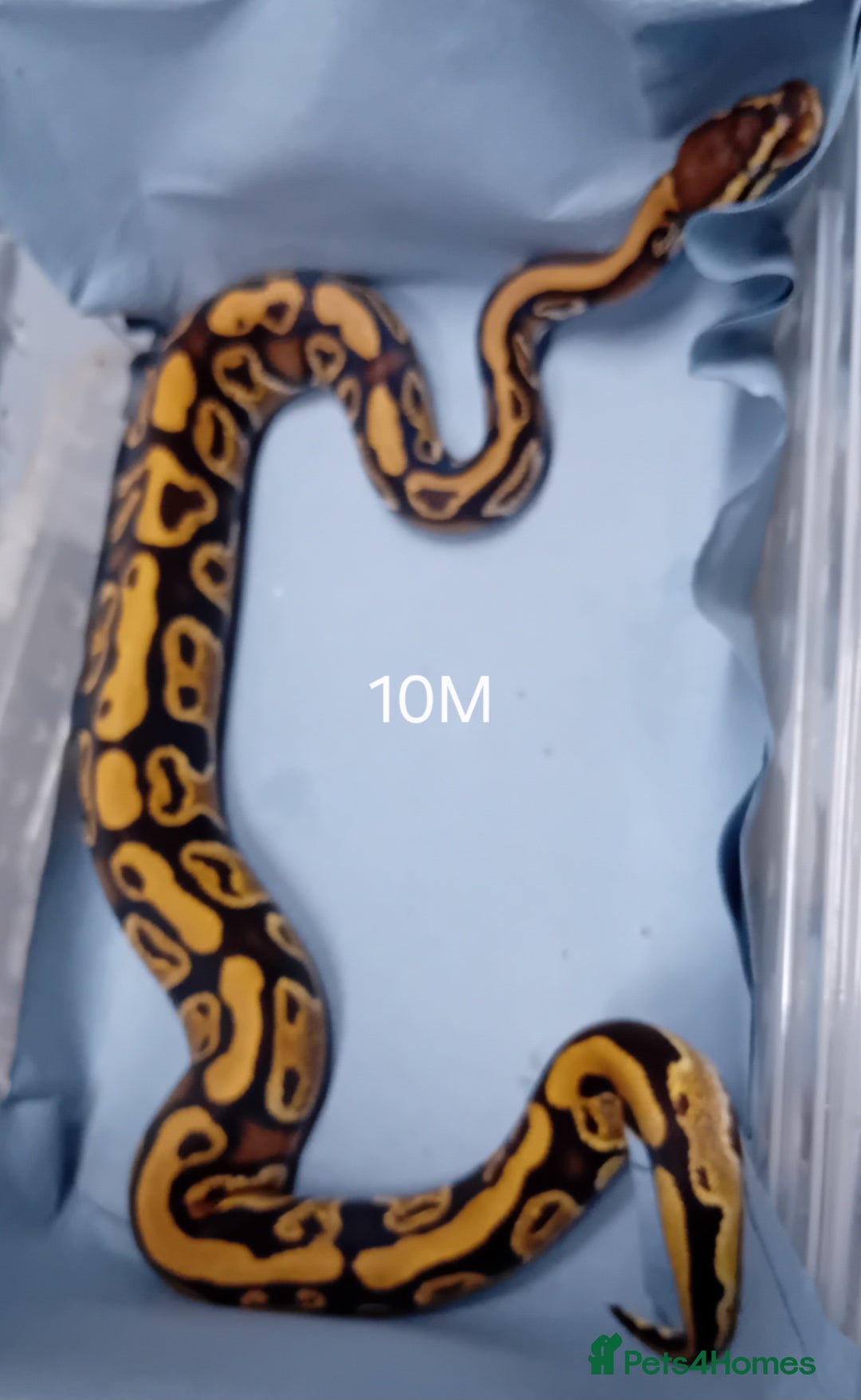 Python Snake reptiles for sale: Hatchling Male Royal Python's  - Advert 3