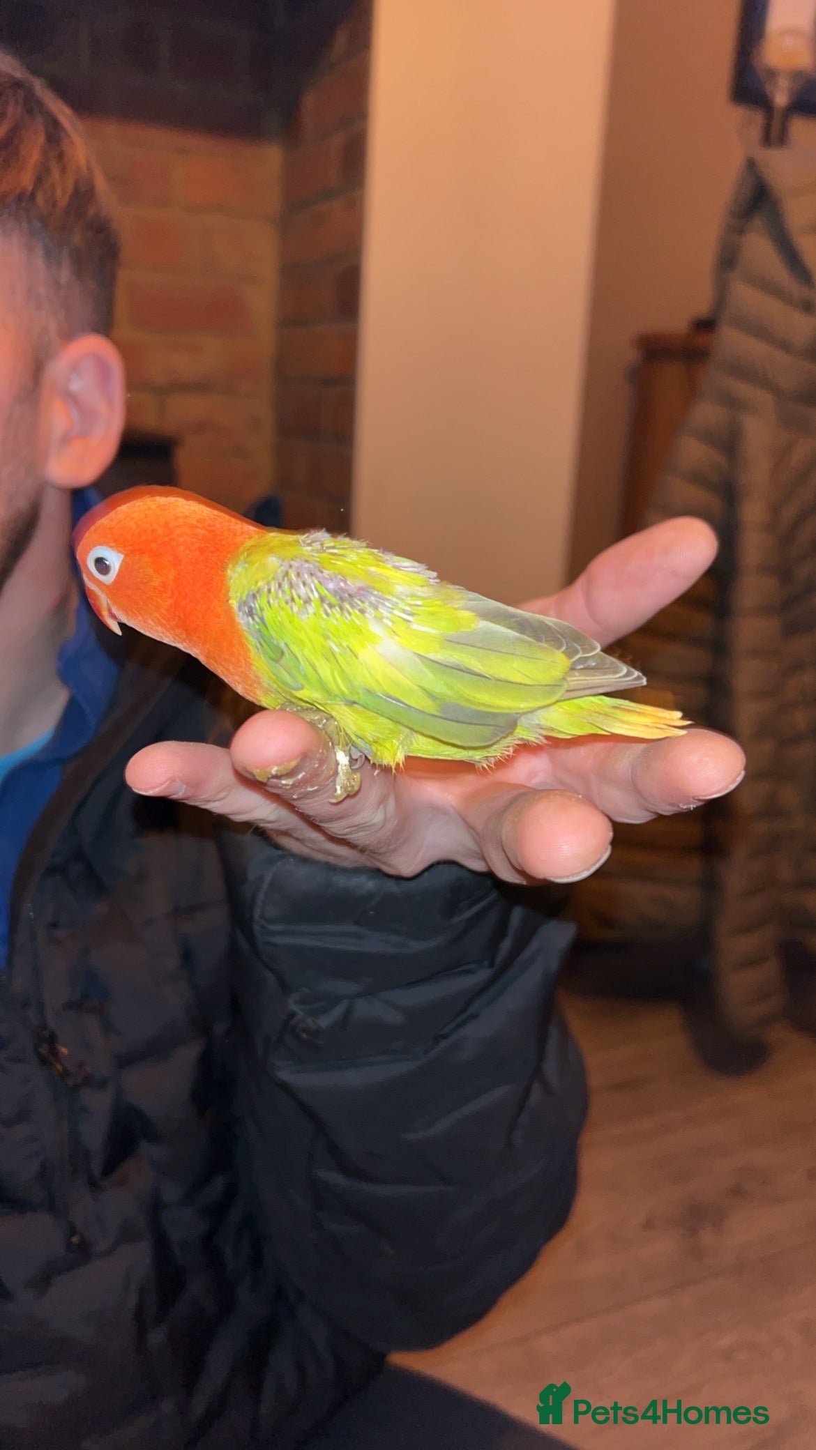 Lovebirds birds Love birds 7 weeks old  - Advert 5