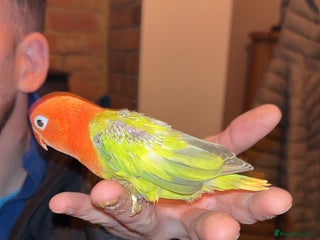 Lovebirds birds Love birds 7 weeks old - Advert 13