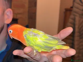 Lovebirds birds Love birds 7 weeks old - Advert 5