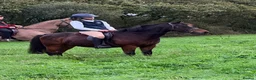 Irish Cob horses for sale: 13.2 mothers dream all rounder  - Advert 14