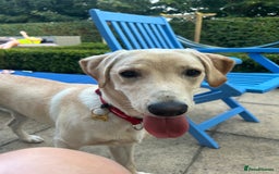 Labrador Retriever dogs for sale: Female Labrador - Image 6