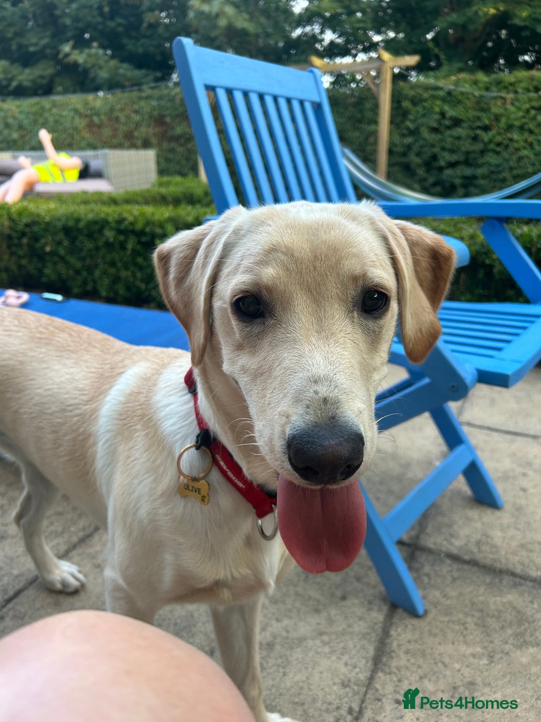 Labrador Retriever dogs for sale: Female Labrador - Image 6