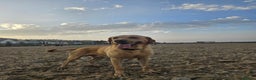 Labrador Retriever dogs for stud: Miles (Labrador retriever for Stud) - Advert 3