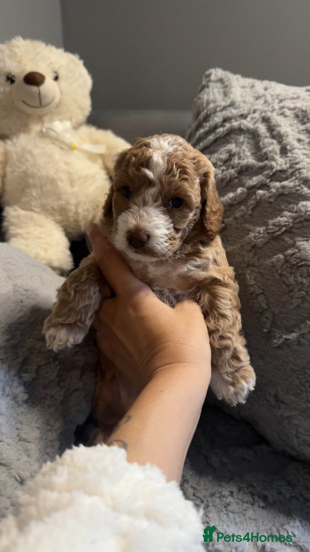 Cockapoo dogs for sale: Gorgeous f2 cockapoo pups  - Image 23