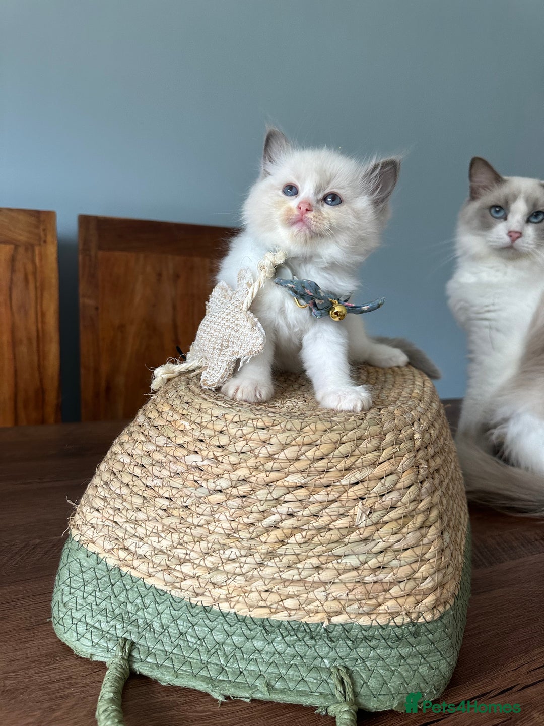 Ragdoll cats for sale: TICA Registered Ragdoll Kittens - Image 29