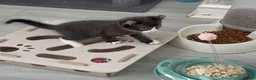 Mixed Breed cats for sale: Stunning Mixed Coloured Kittens!  - Advert 6