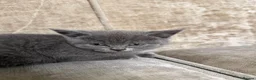 British Shorthair cats for sale: LAST 2 BSH LEFT! - Advert 2