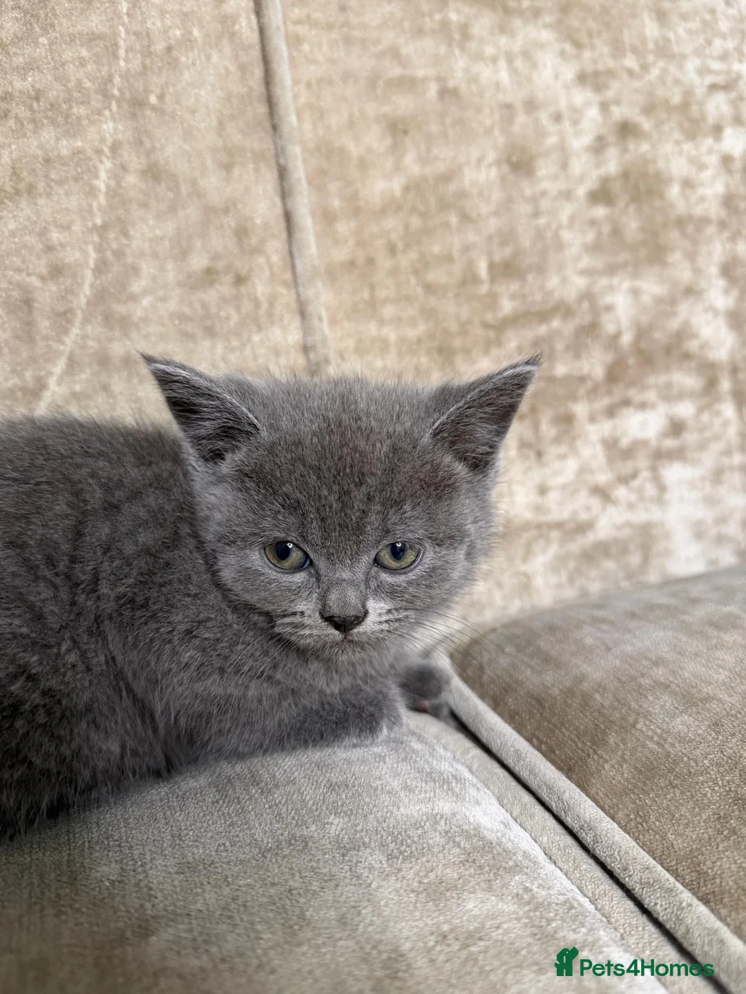 British Shorthair cats for sale: LAST 2 BSH LEFT! - Advert 2
