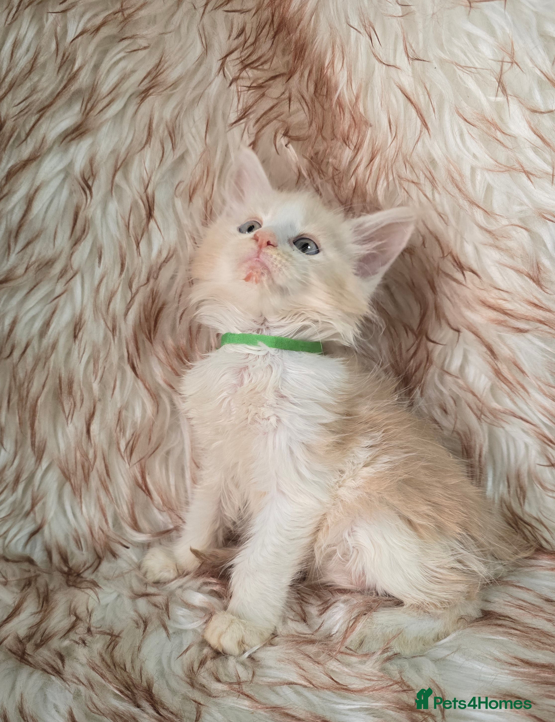Maine Coon cats Last Boy -Maine Coon  - Advert 3