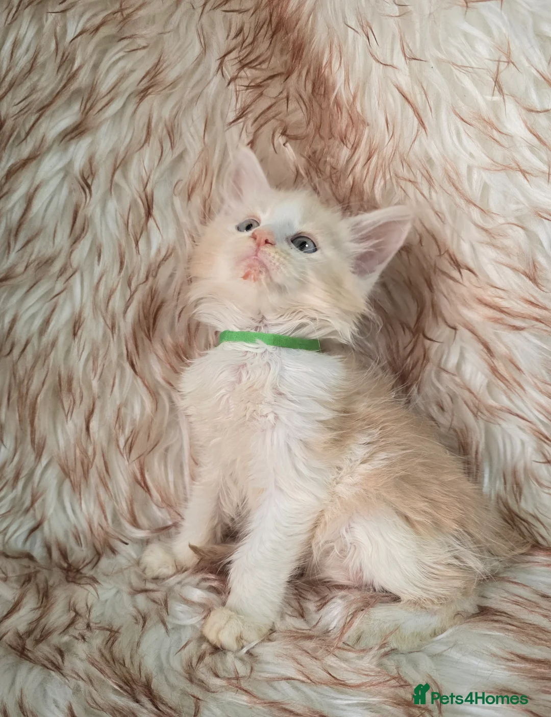 Maine Coon cats for sale: Last Boy -Maine Coon  - Advert 1
