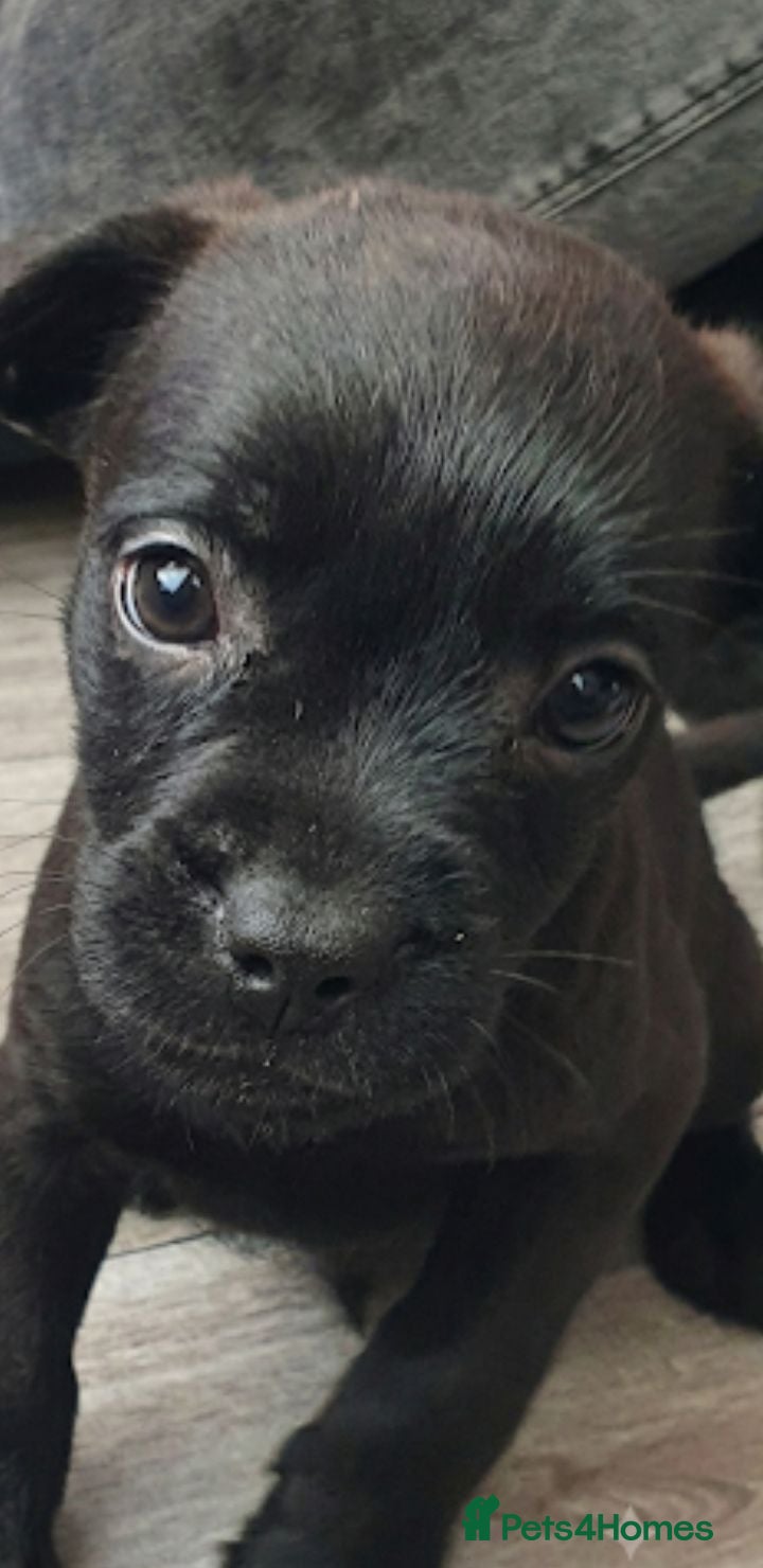 Mixed Breed dogs Terrier pups - Advert 1