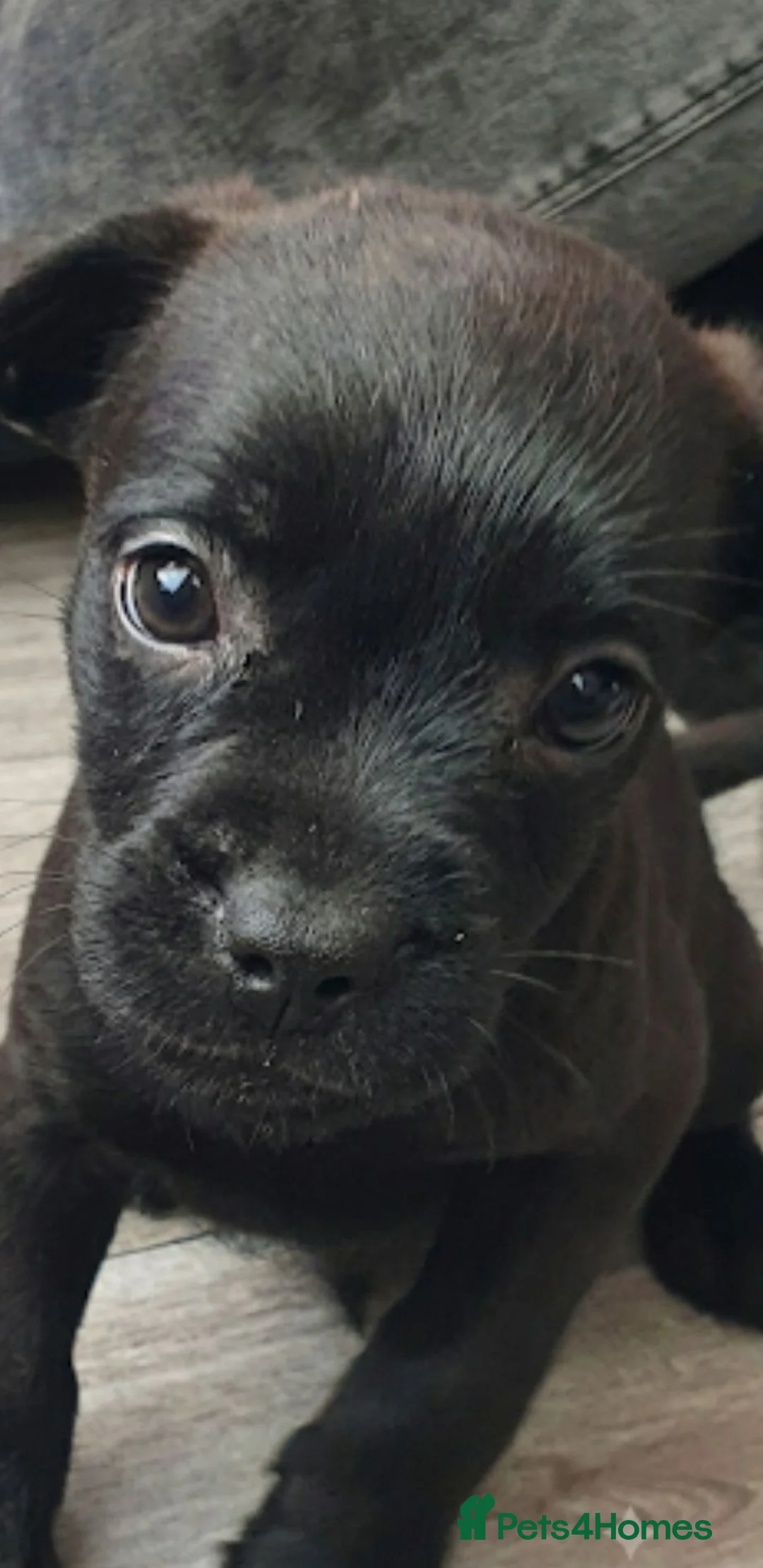 Mixed Breed dogs for sale: Terrier pups - Advert 1
