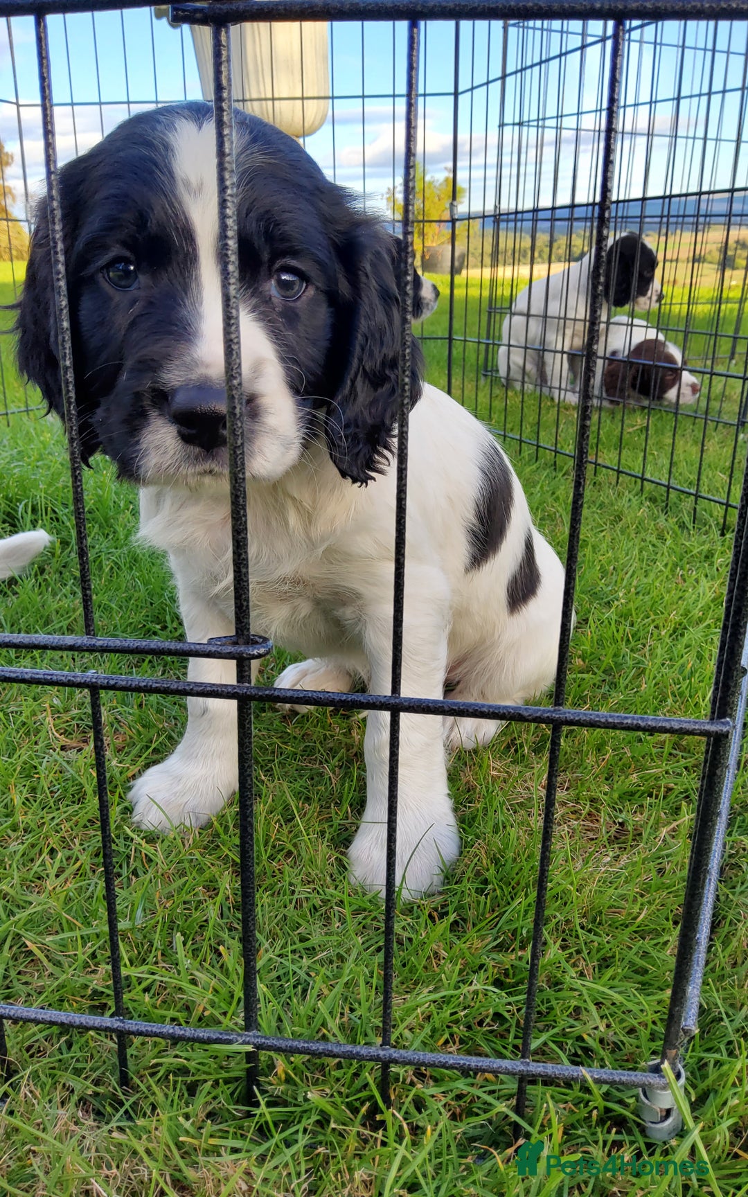 English Springer Spaniel dogs for sale: 3 male Springer Spaniel pups KC Reg and Pedigree - Image 14
