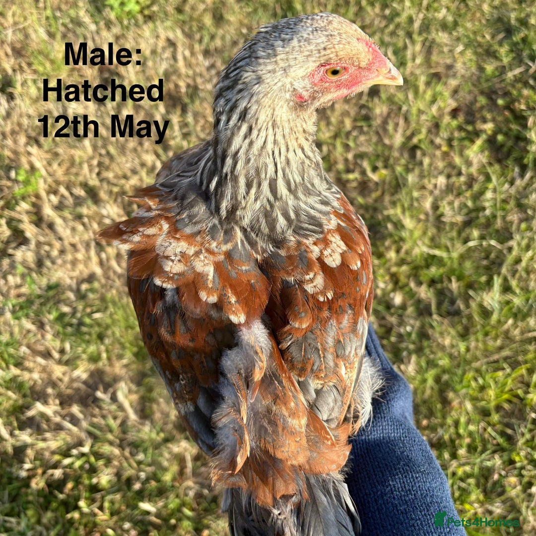 Chickens poultry for sale: Brahma Large Fowl Growers (Male & Female) - Image 7