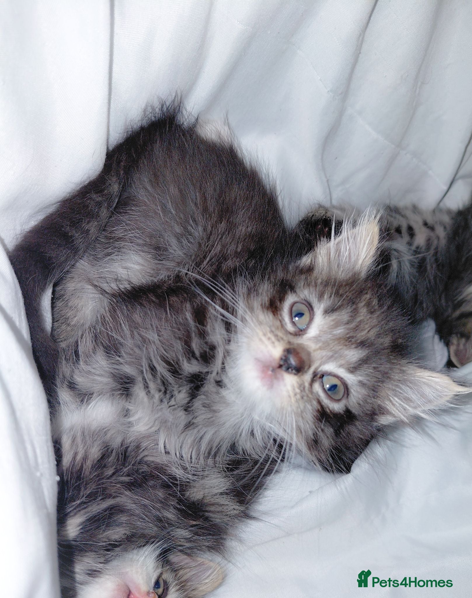 Mixed Breed cats mixed munchkins  - Advert 13
