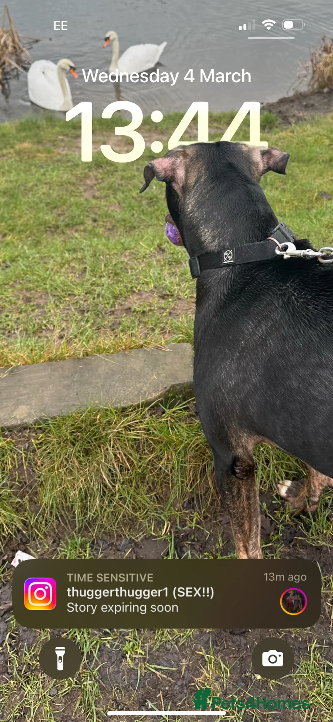 Mixed Breed dogs for sale: Reluctant sale - Advert 2