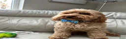 Cockapoo dogs for stud: Stunning Fully Health Tested F2b Cockapoo Proven ! - Advert 7