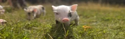 Pig livestock for sale: Hand reared piglets  in Canterbury - Advert 1
