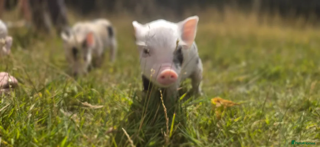 Pig livestock for sale: Hand reared piglets  in Canterbury - Advert 1