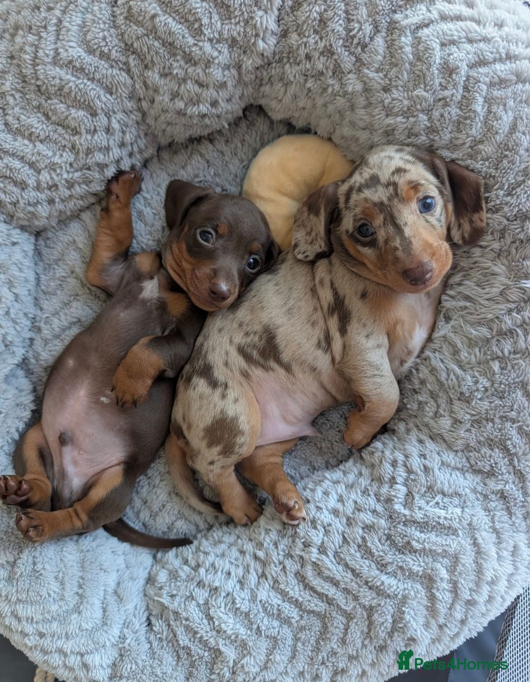 Miniature Dachshund dogs Miniature Dachshund pups for sale  - Advert 8