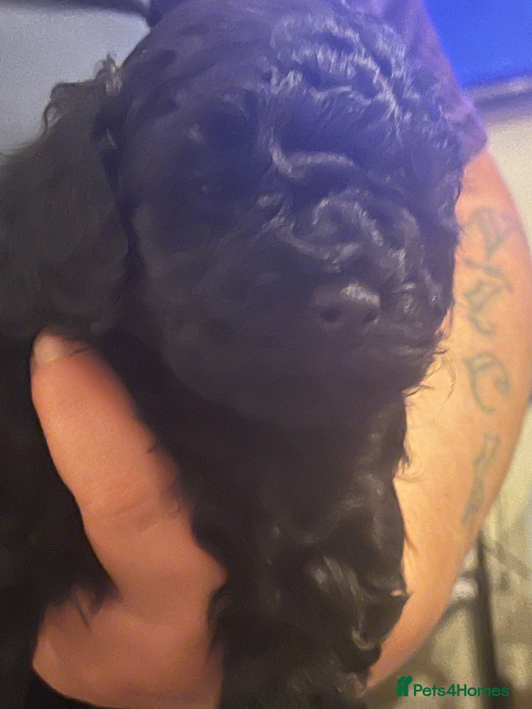 Toy Poodle dogs for sale: Last boy still available  - Advert 5