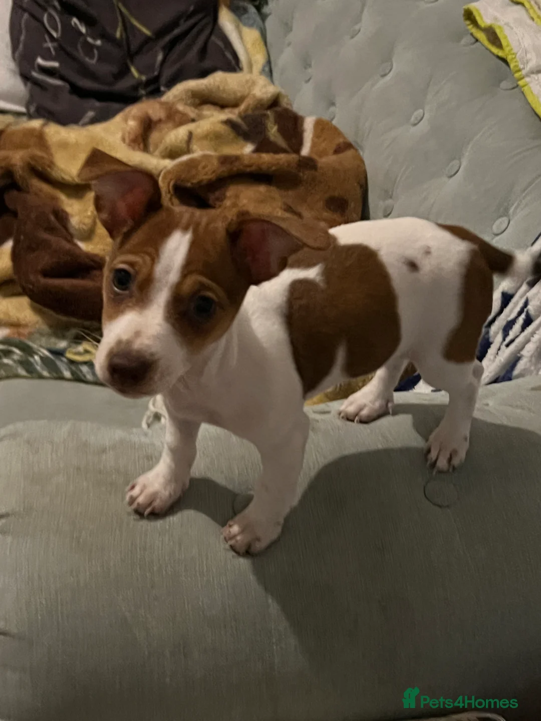 Jack Russell dogs for sale: Stunning Miniature Jack Russell Puppies!!! - Advert 13