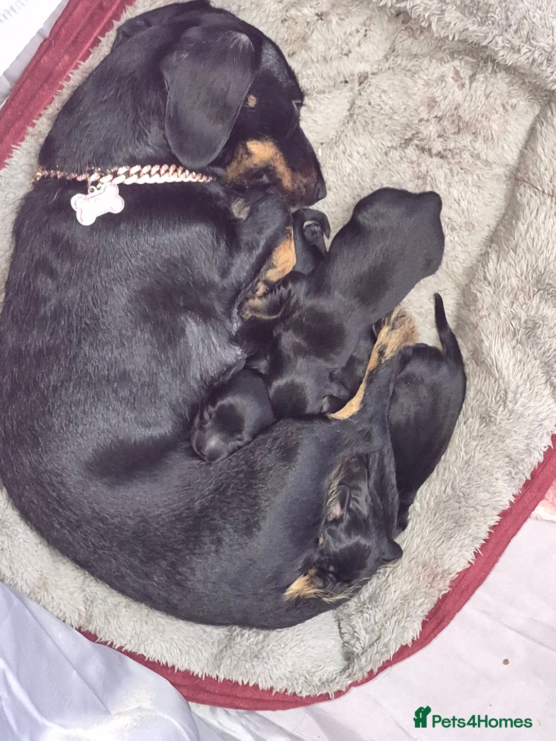 Dachshund dogs for sale: Dachshund  - Advert 5