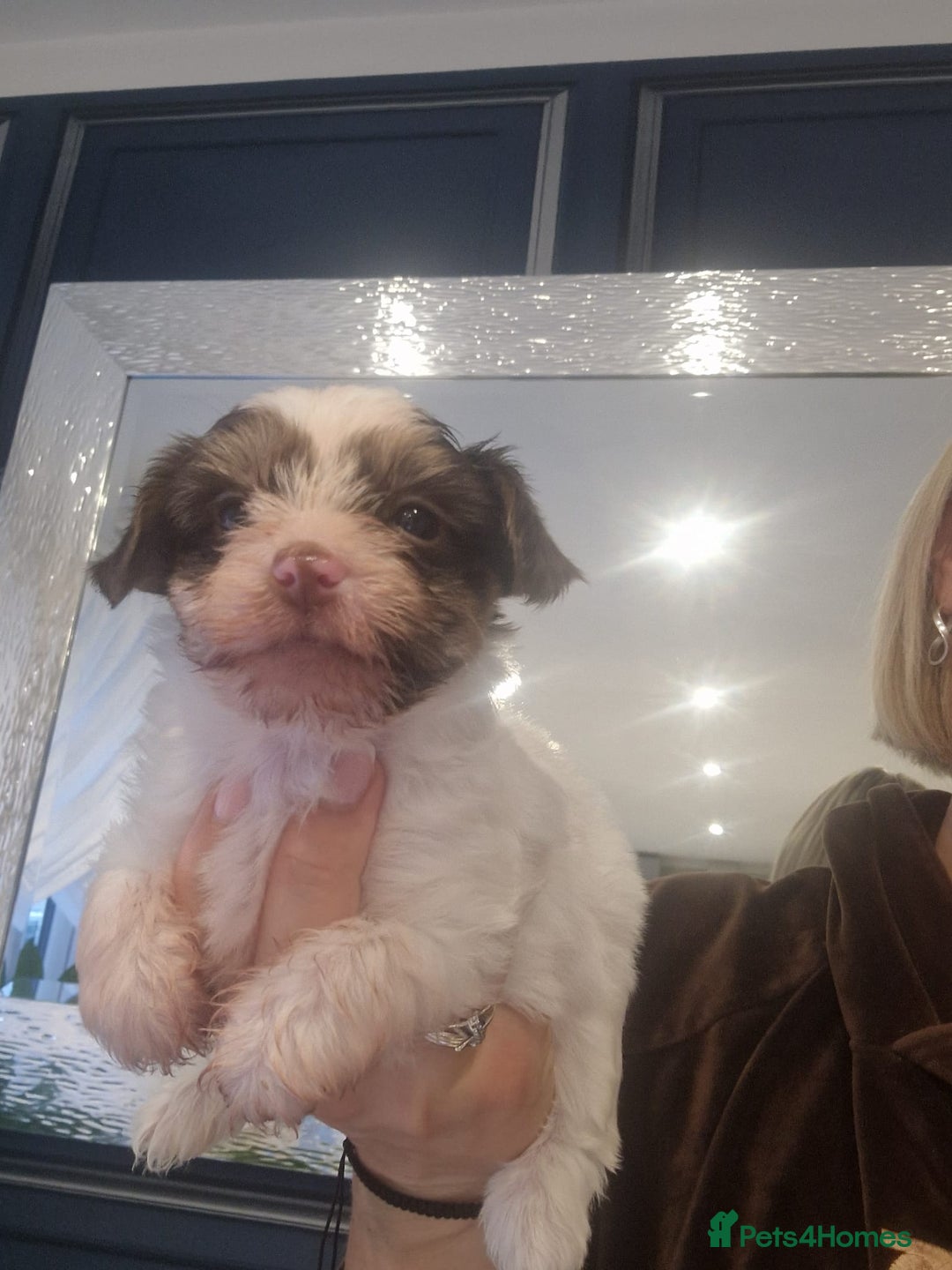 Yorkshire Terrier dogs for sale: Beautifull pedigree yorkshire terriers🐾🦮🐶 - Image 3