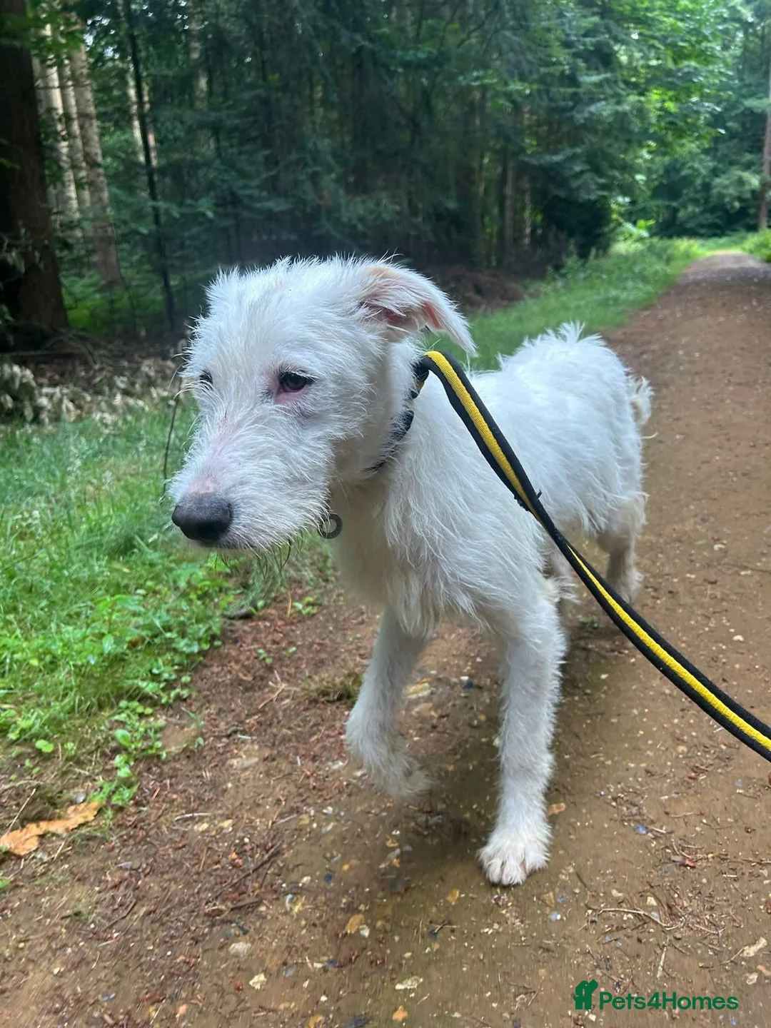 Mixed Breed dogs for adoption: Peter - Norwich Norfolk  in Norwich - Advert 15