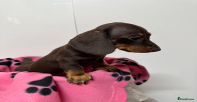Miniature Dachshund dogs CHOCOLATE & CREAM MINIATURE DACHSHUND GIRL PUPPY  - Advert 11