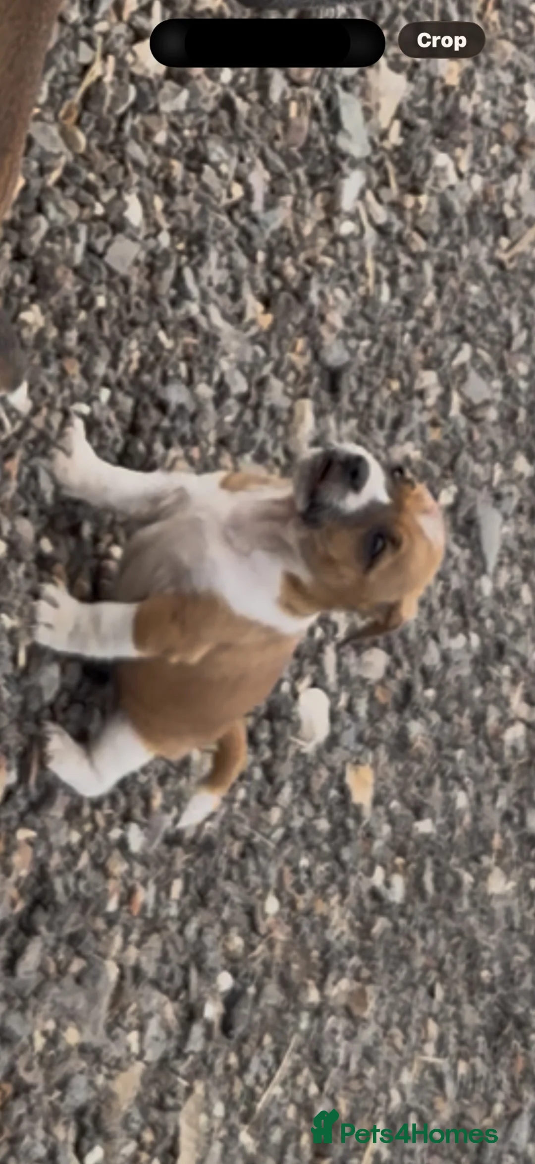 Jack Russell dogs for sale: Jack Russell puppies for sale - Advert 10