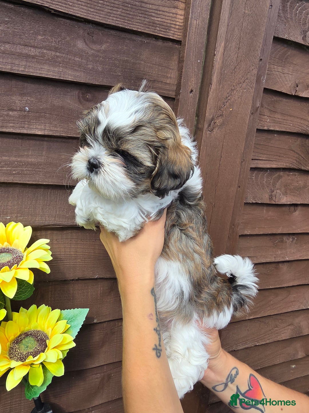 Shih Tzu dogs for sale: Beautiful shitzu puppies for sale - Image 14