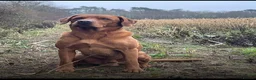 Labrador Retriever dogs for sale: Labrador puppies in Stockbridge - Advert 5