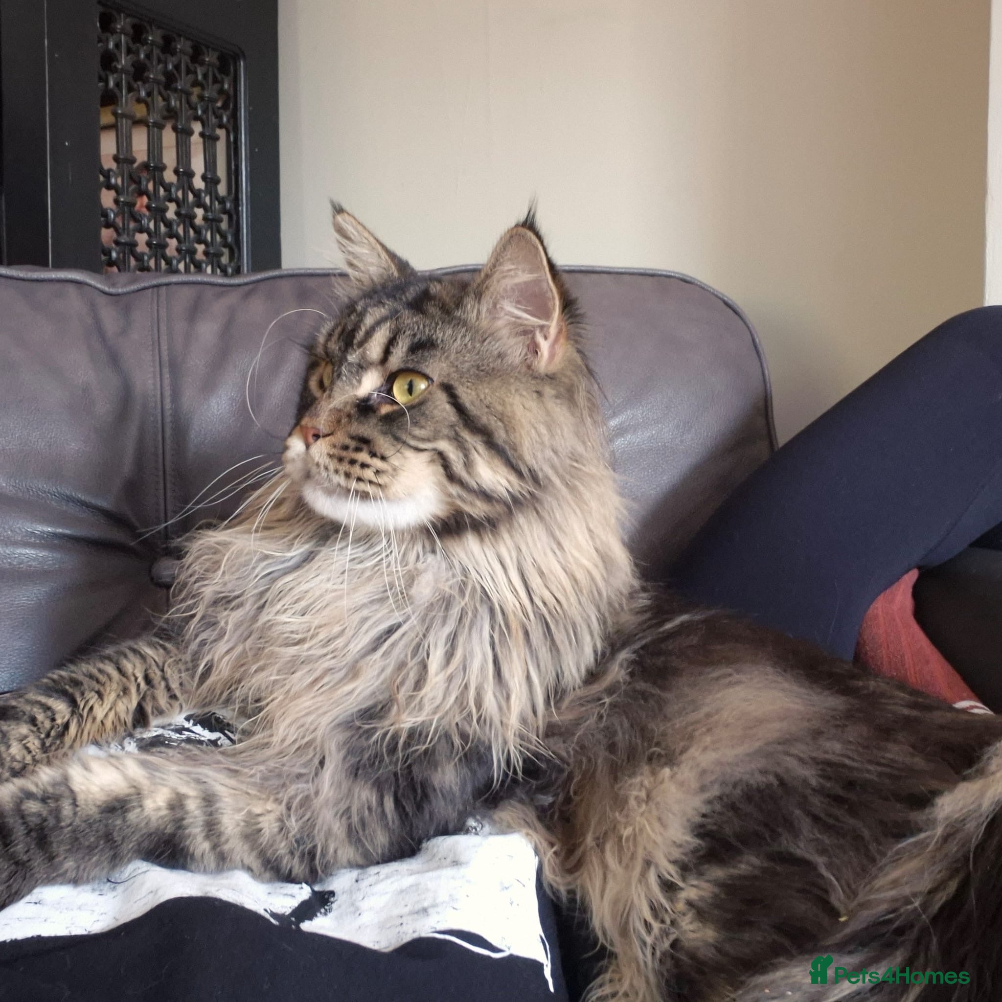 Maine Coon cats PROVEN XL MAINE COON STUD - Advert 2