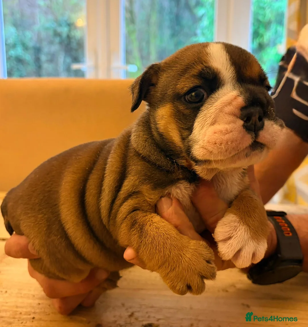 English Bulldog dogs for sale: Bulldog puppies  - Advert 1