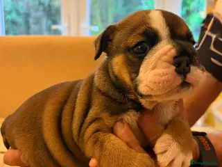 English Bulldog dogs Bulldog puppies - Advert 4