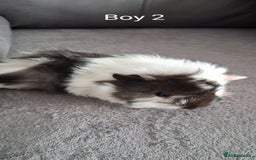Guinea Pig rodents for sale: 3 girls 5 boys ready to leave - Image 3