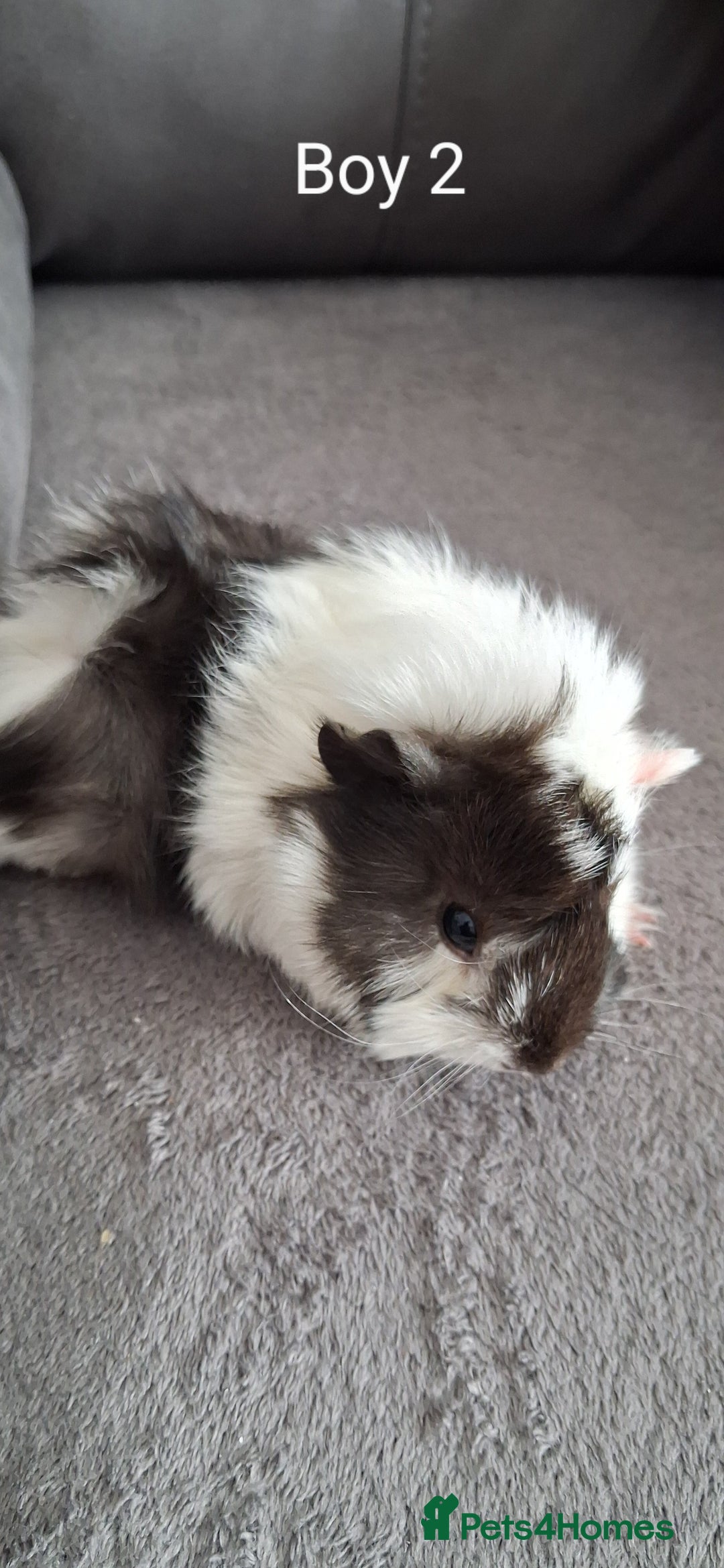 Guinea Pig rodents for sale: 3 girls 5 boys ready to leave - Image 3