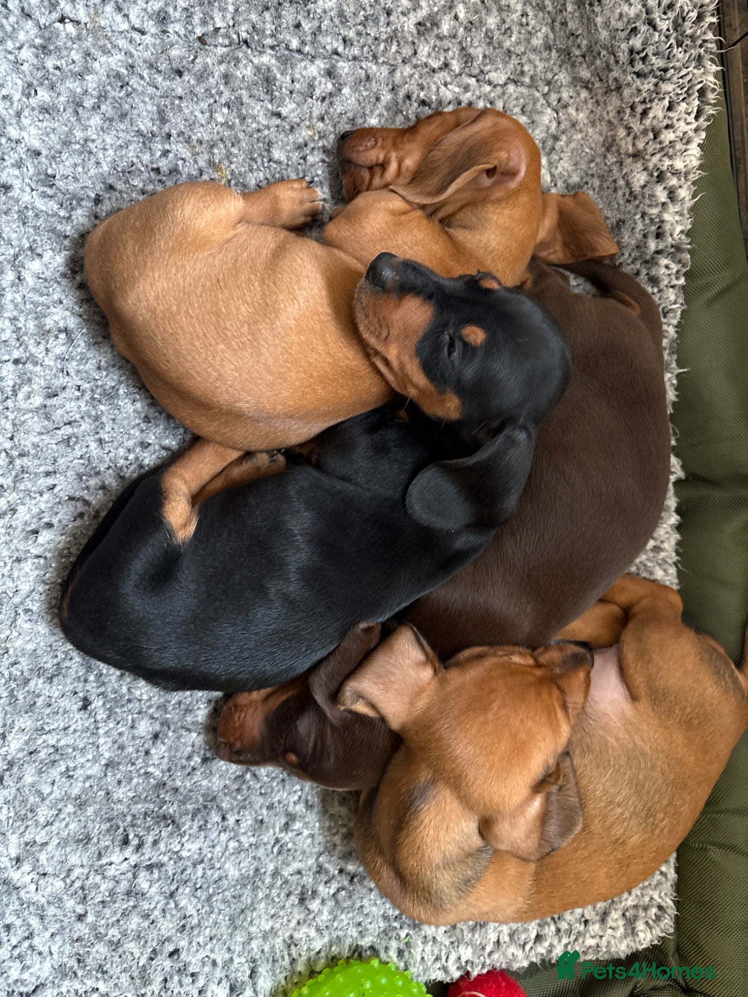 Dachshund dogs Adorable Dachshund puppies for sale  - Advert 1