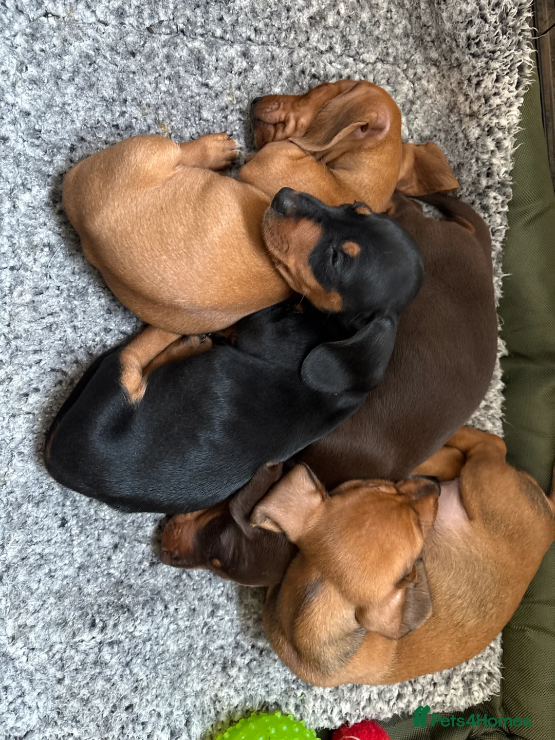 Dachshund dogs for sale: Adorable Dachshund puppies for sale  in Nelson - Advert 1