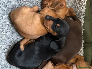 Dachshund dogs Adorable Dachshund puppies for sale - Advert 1