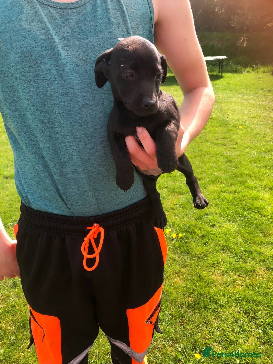 Mixed Breed dogs for sale: Dachshund cross puppies for sale  - Advert 2