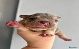 French Bulldog dogs for sale: ONE FEMALE LEFT -gorgeous grey French Bulldogs - Image 6