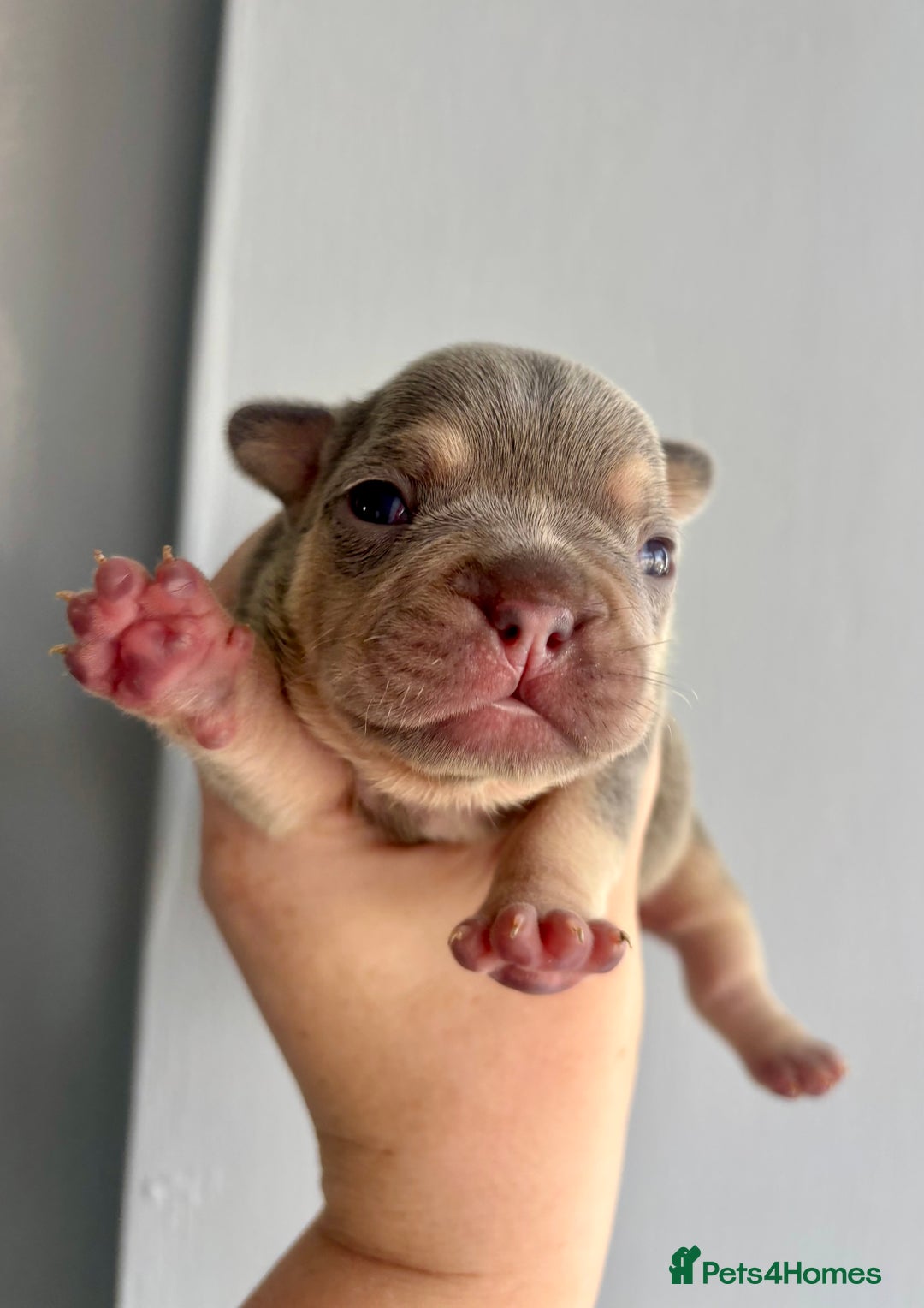 French Bulldog dogs for sale: ONE FEMALE LEFT -gorgeous grey French Bulldogs - Image 6