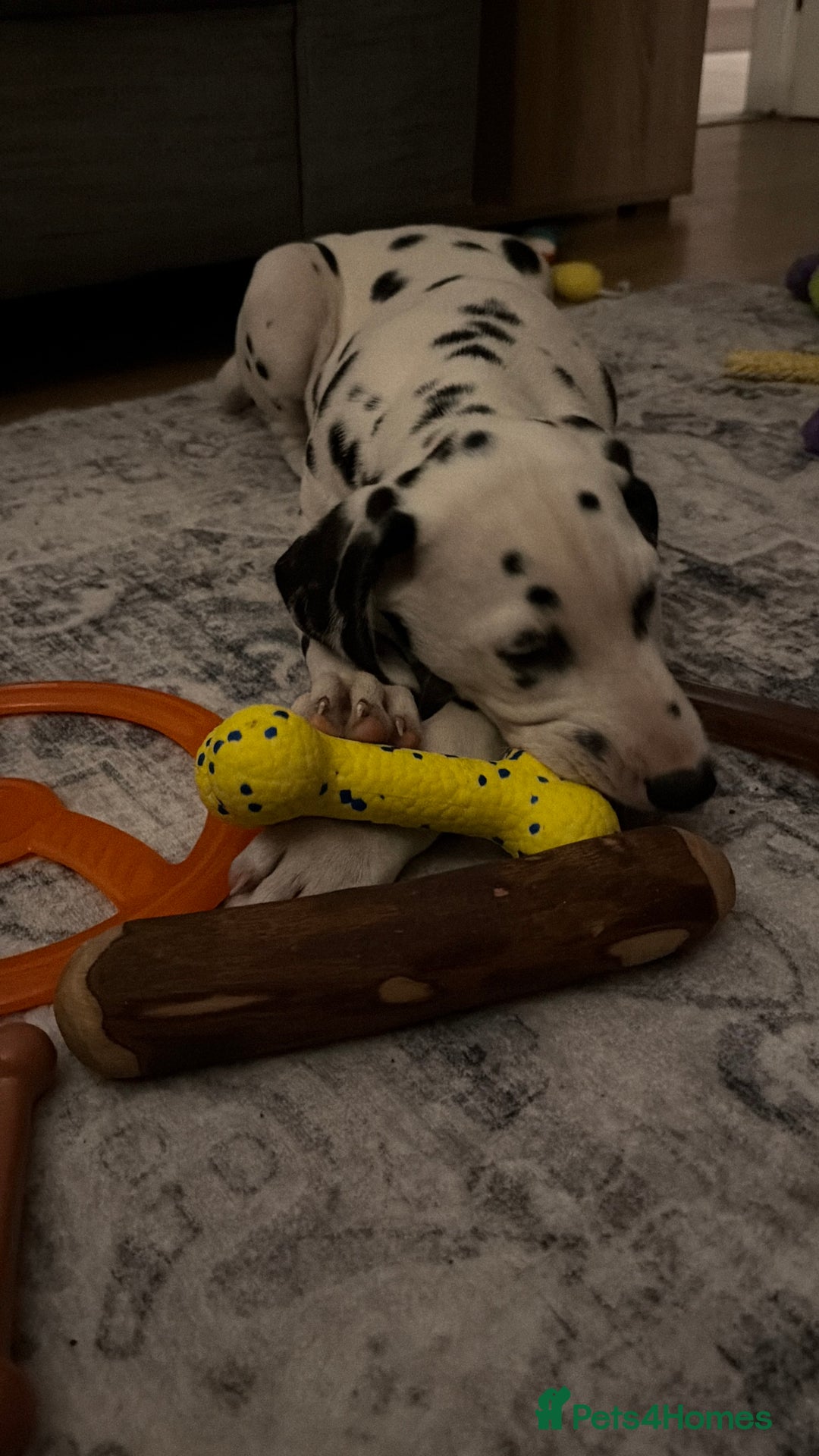 Dalmatian dogs for sale: Male KC Registered Dalmatian Puppy - Advert 4
