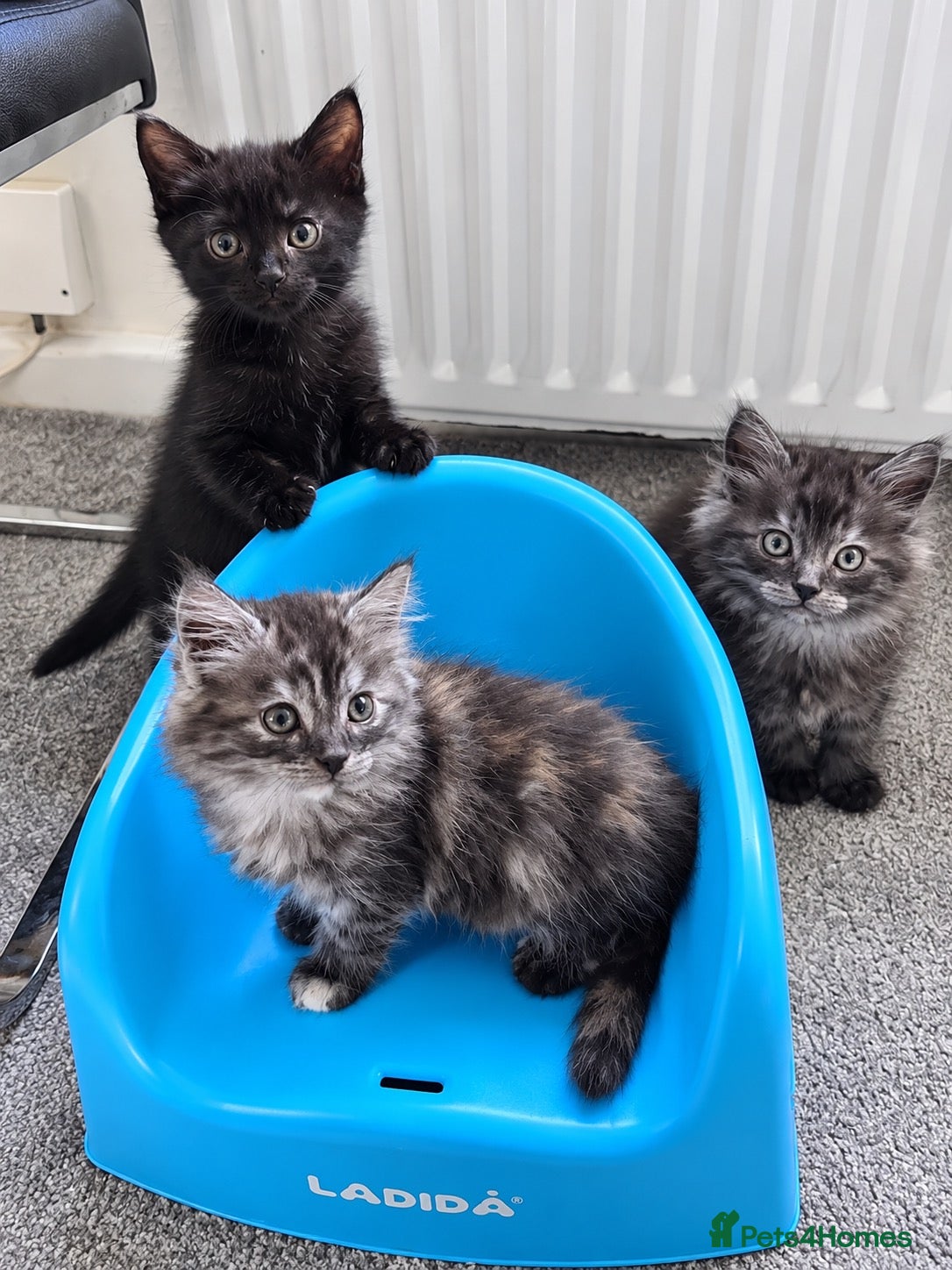 British Longhair cats for sale: Gorgeous Fluffy Smoke Kittens | Ready Monday 🐾 - Advert 1